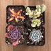 Rainbow Succulent Collection | Pack | Harddy