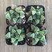 Haworthia retusa - 2 Inch | Plant | Harddy