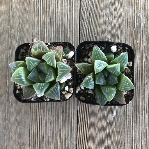 haworthia retusa succulent Haworthia retusa - 2 Inch