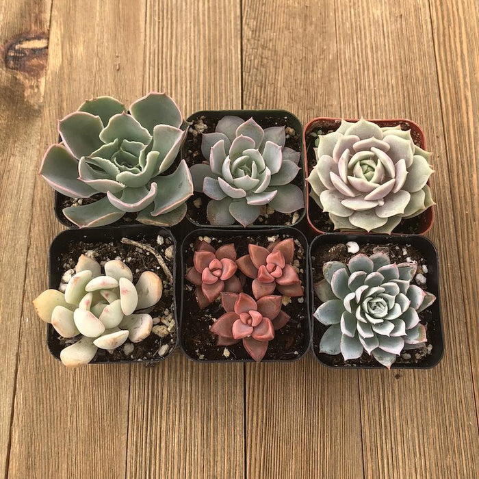 succulent starter plants Assorted Rosette 2 inch Succulent Plants