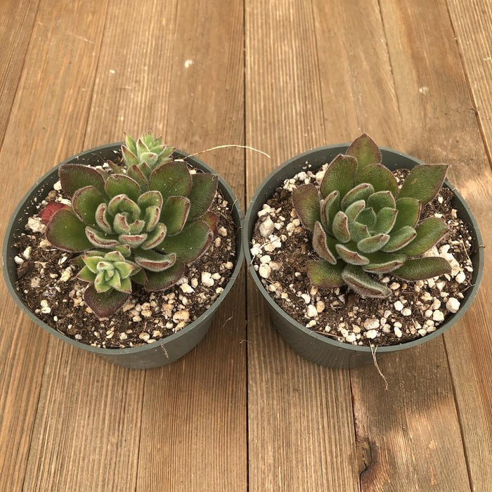 echeveria fuzzy succulent Fuzzy Echeveria Pulvinata - Ruby Blush