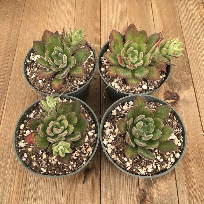 ruby blush succulent Fuzzy Echeveria Pulvinata - Ruby Blush