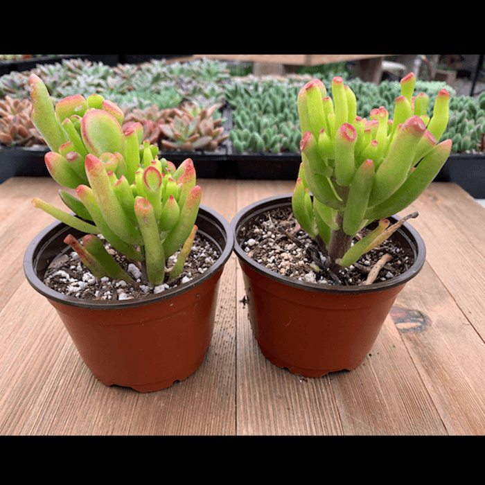 gollum jade succulent care Gollum Jade - Crassula