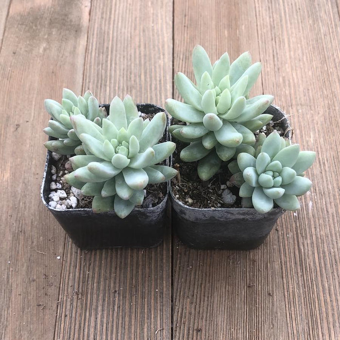 sedeveria hybrid succulent Blue Burrito Sedeveria - Hybrid