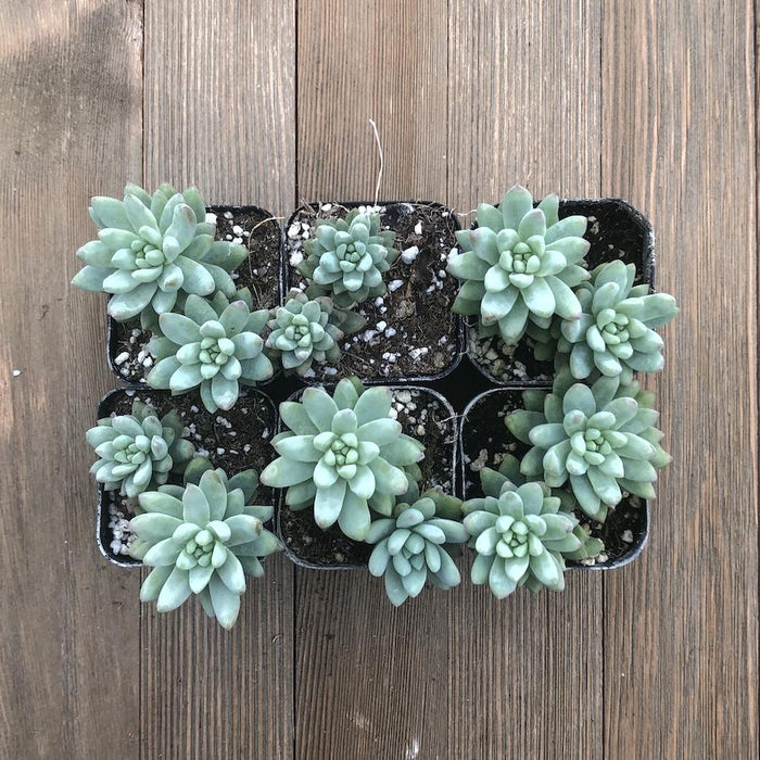 sedeveria hybrid succulent Blue Burrito Sedeveria - Hybrid