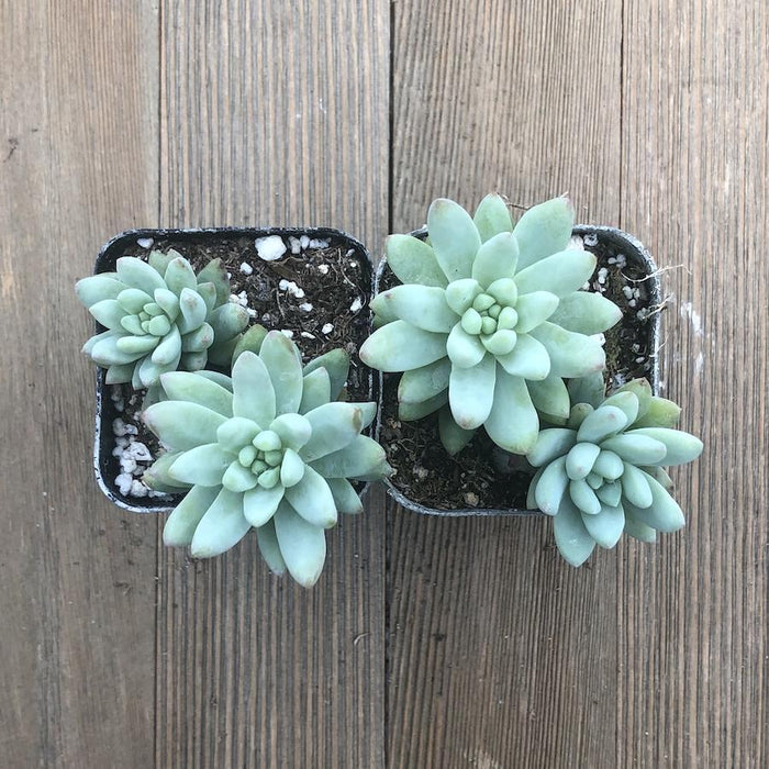 sedeveria succulent Blue Burrito Sedeveria - Hybrid
