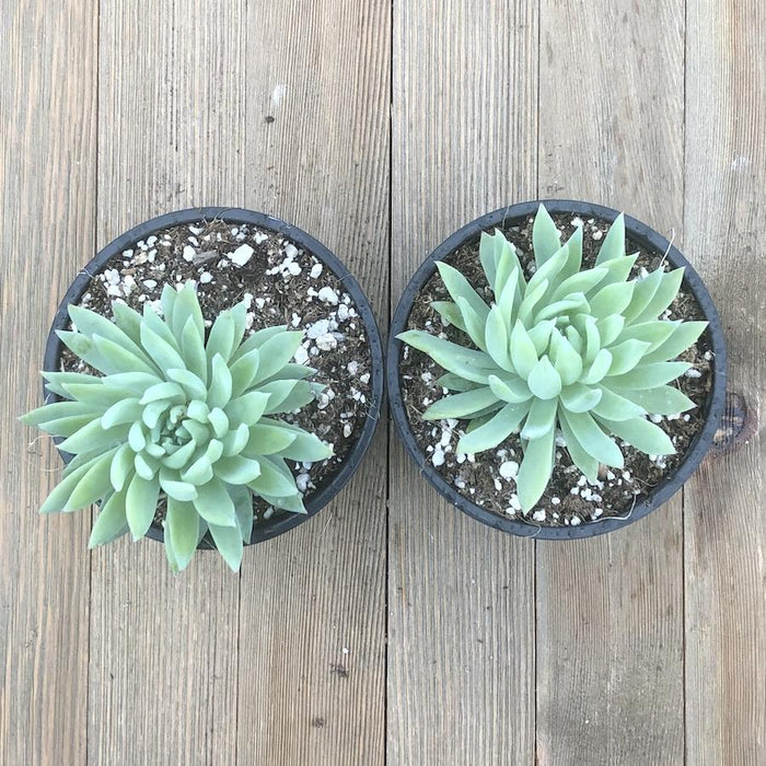 fanfare succulent Sedeveria Fanfare - Hybrid