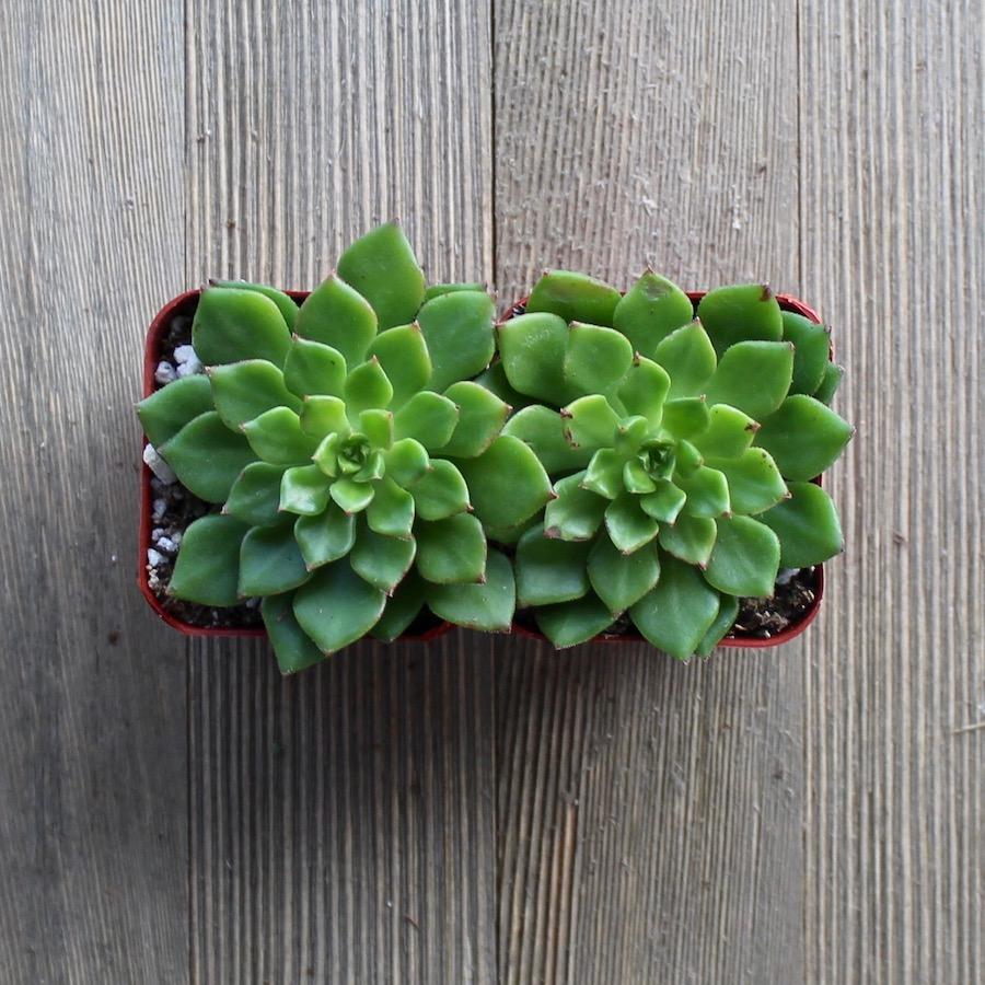 sedeveria succulent care Sedeveria Letizia - 2 inch