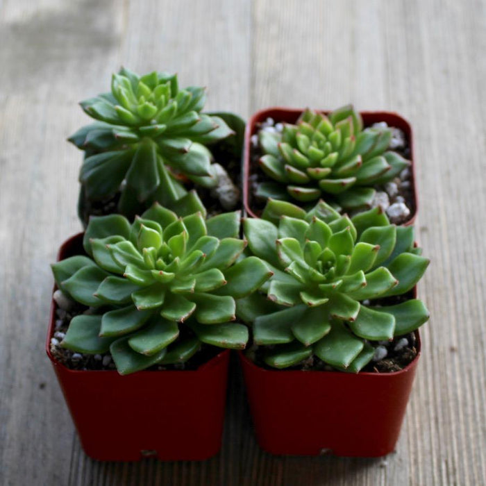 succulent letizia Sedeveria Letizia - 2 inch