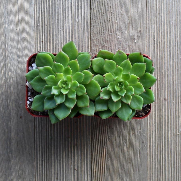sedeveria peridot succulent Sedeveria Letizia - 2 inch