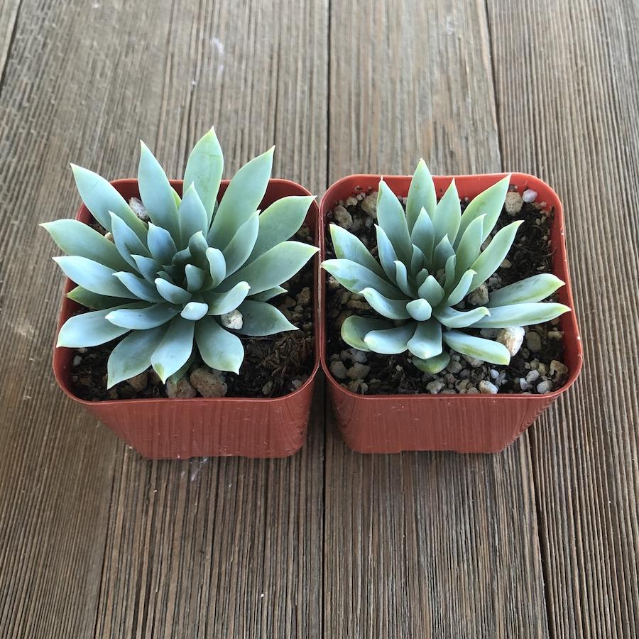 fanfare succulent Fanfare Sedeveria Hybrid - 2 Inch
