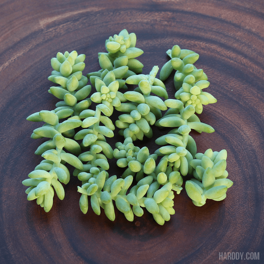 sedum burrito donkey's tail succulent Sedum Burrito - Burro's Tail - Donkey Tail Cuttings Pack