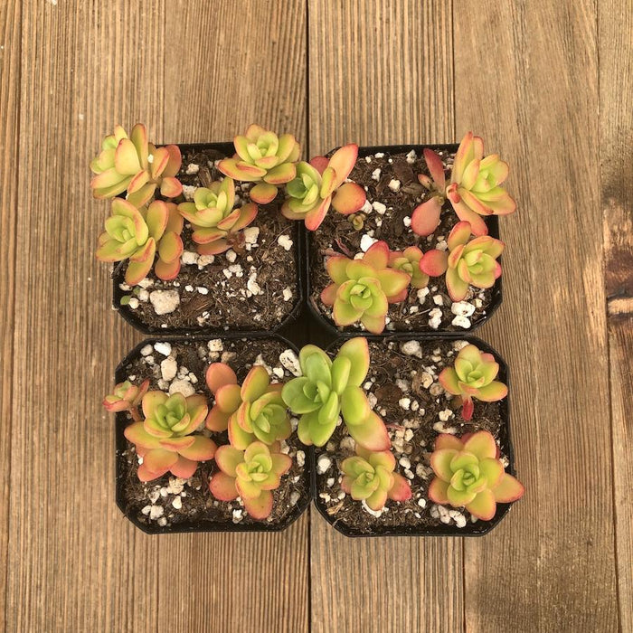 sedum confusum - succulent plant Sedum confusum - Frost Hardy