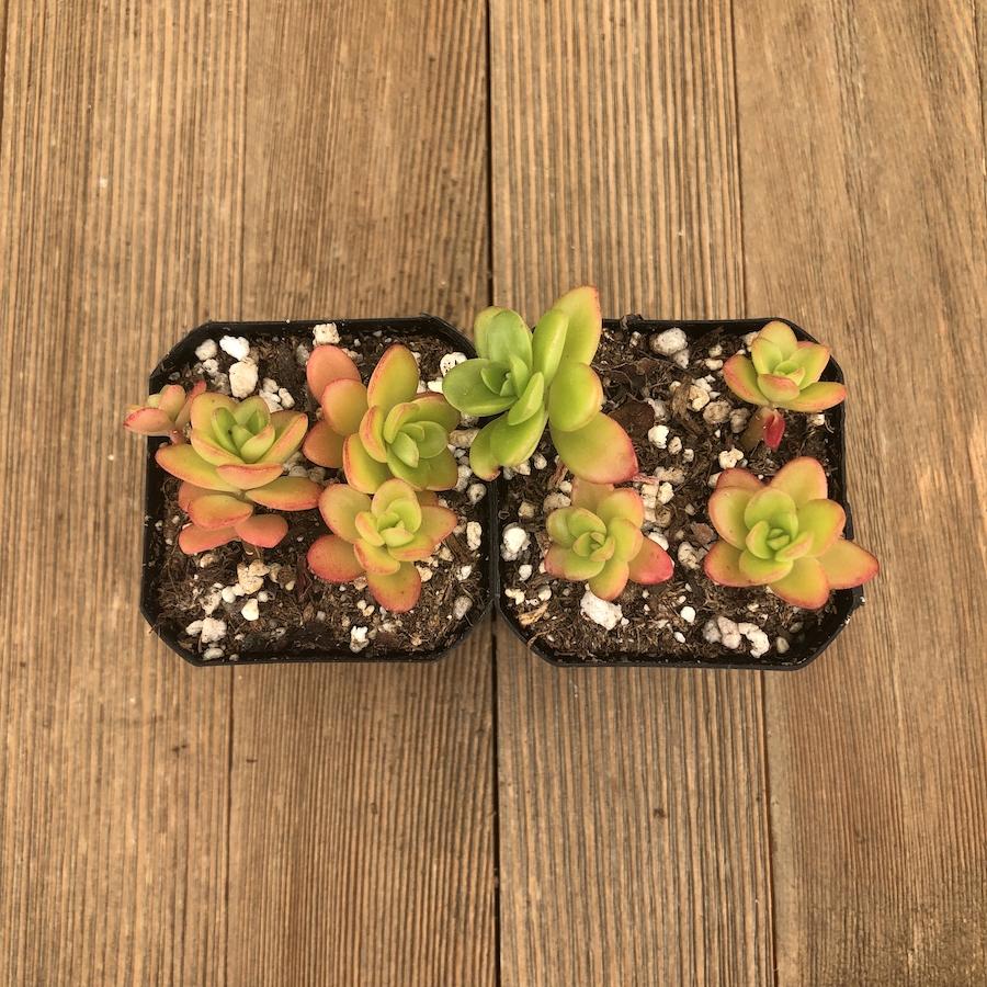 aa succulents Sedum confusum - Frost Hardy