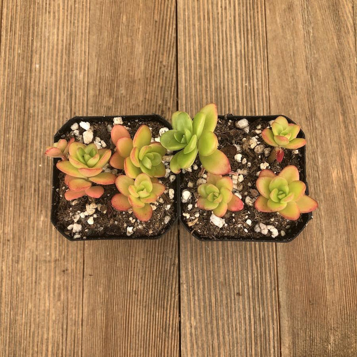 hardy sedums and succulents Sedum confusum - Frost Hardy