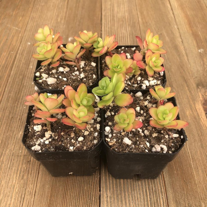 sedum confusum - succulent plant Sedum confusum - Frost Hardy