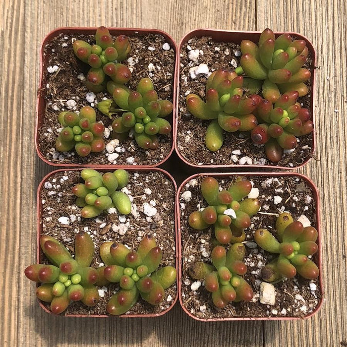 pork and beans succulent care Sedum Rubrotinctum - Jelly Bean - Pork and Beans - 2 inch