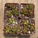 Sedum Rubrotinctum - Jelly Bean - Pork and Beans - 2 inch | Plant | Harddy