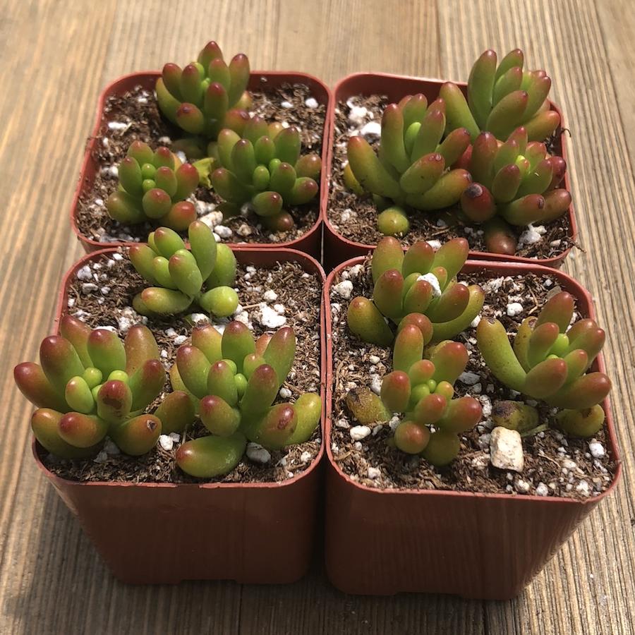 Sedum Rubrotinctum - Jelly Bean - Pork and Beans - 2 inch | Premium  Succulents Direct From the Nursery