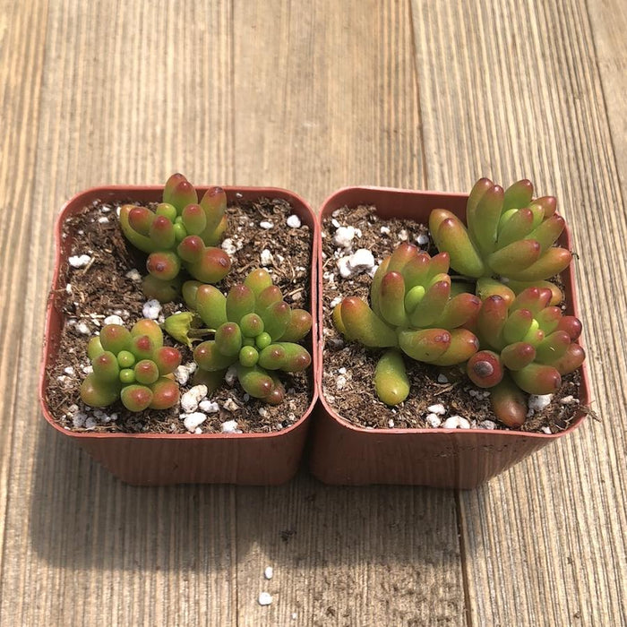 pork and beans succulent plant Sedum Rubrotinctum - Jelly Bean - Pork and Beans - 2 inch