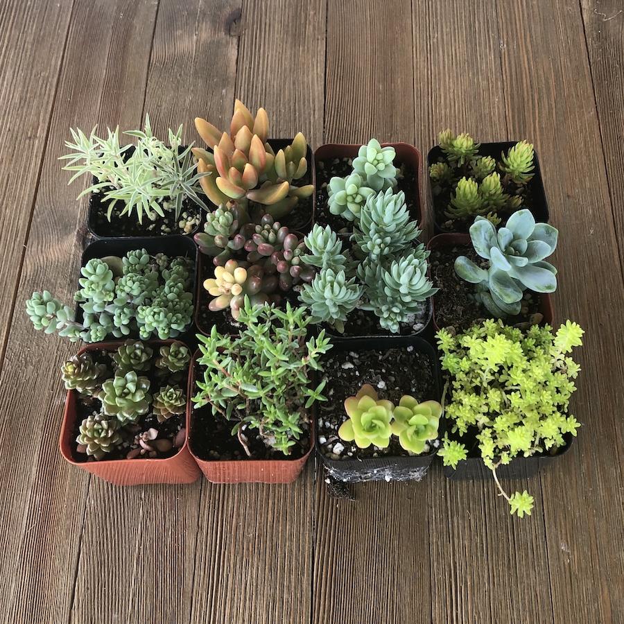 sedums succulents Sedum Assorted Succulents - Stonecrop Collection