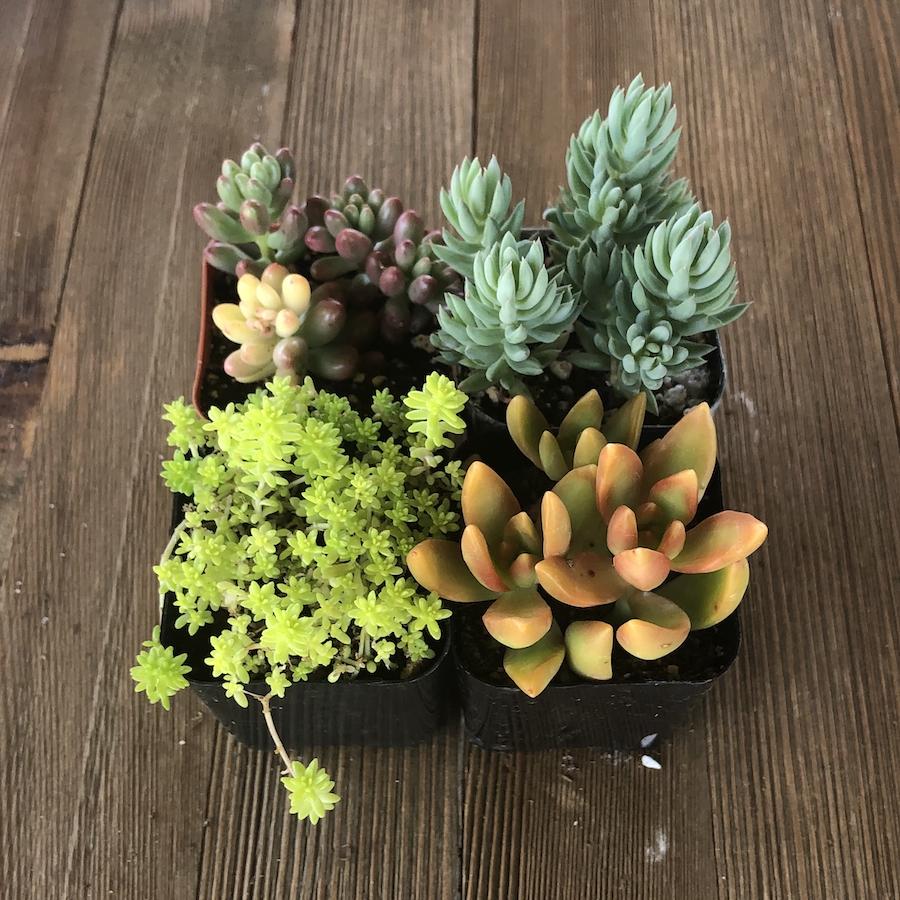 is stonecrop a succulent Sedum Assorted Succulents - Stonecrop Collection