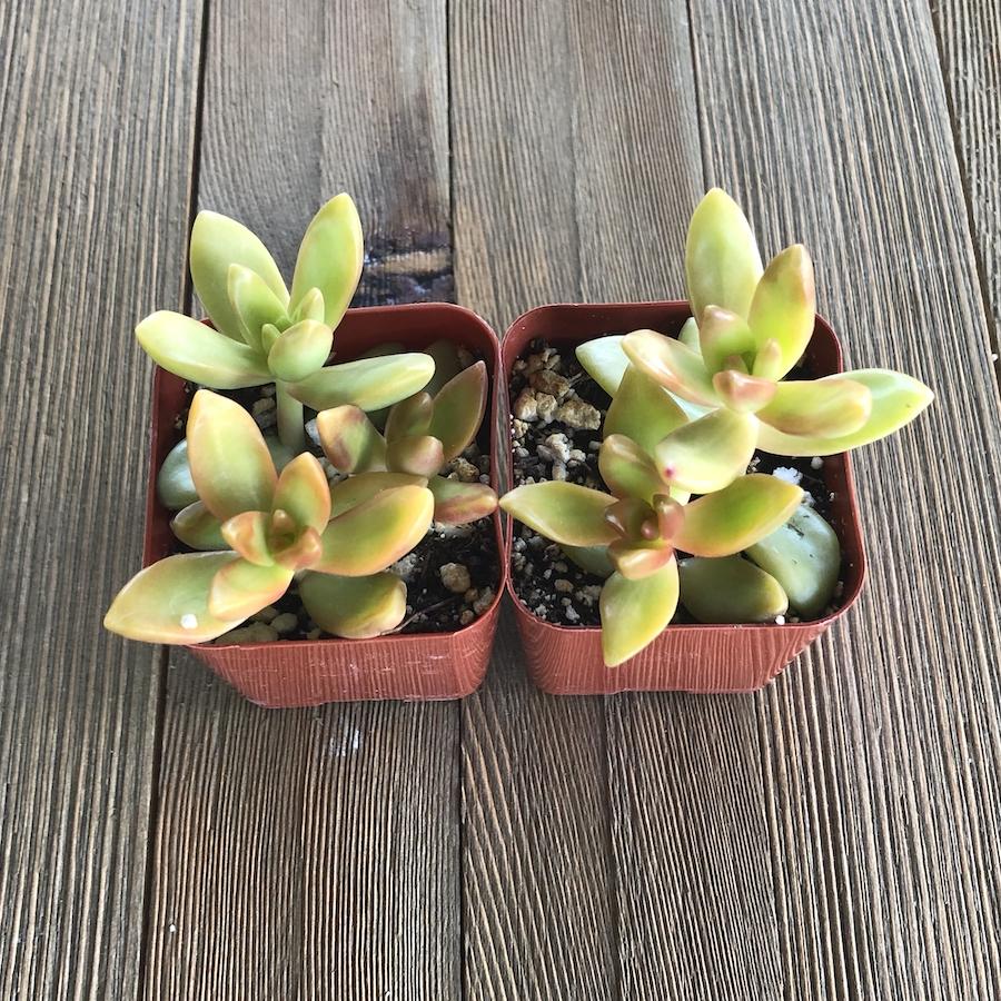 sedum adolphii succulent Golden Glow Sedum - Stonecrop - Sedum adolphii