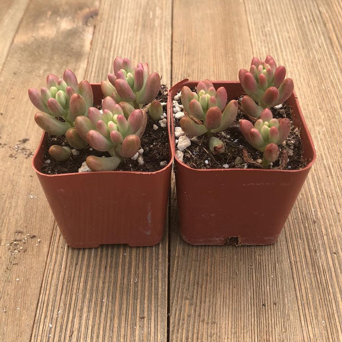 Sedum Rubrotinctum - Aurora - Pink Jelly Bean - 2 inch | Plant | Harddy