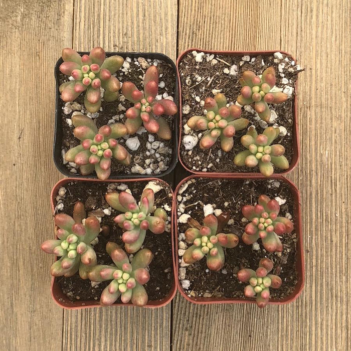 Sedum Rubrotinctum - Aurora - Pink Jelly Bean - 2 inch | Plant | Harddy