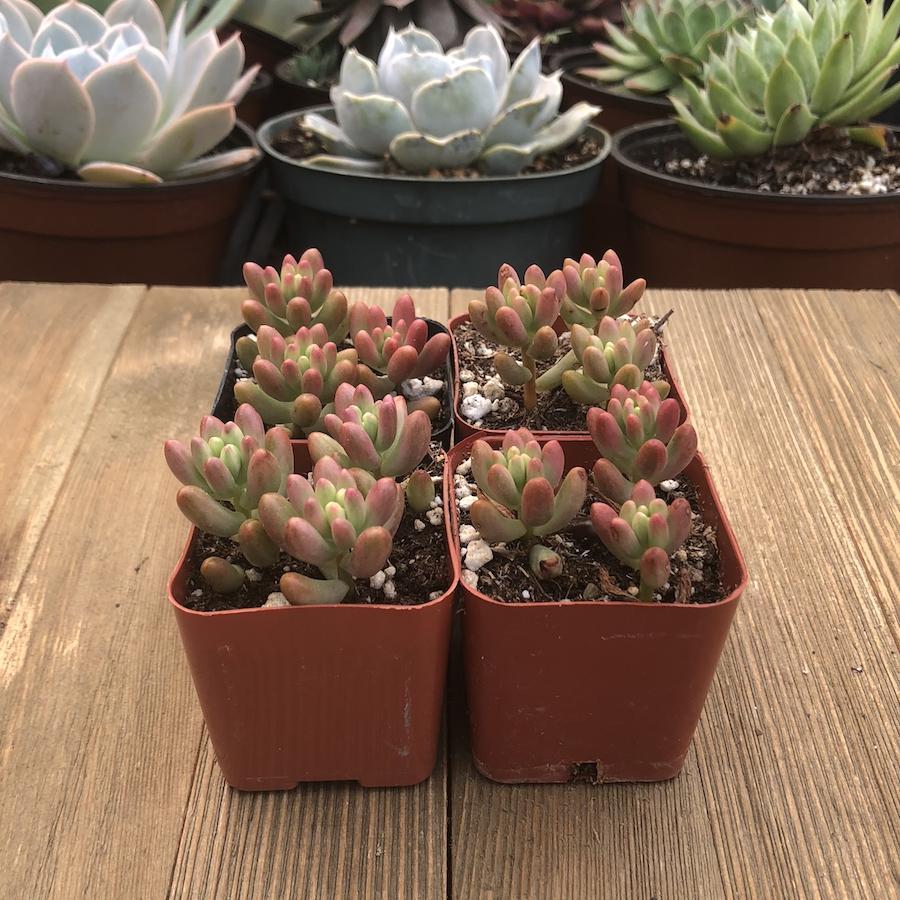 purple jelly bean succulent Sedum Rubrotinctum - Aurora - Pink Jelly Bean - 2 inch