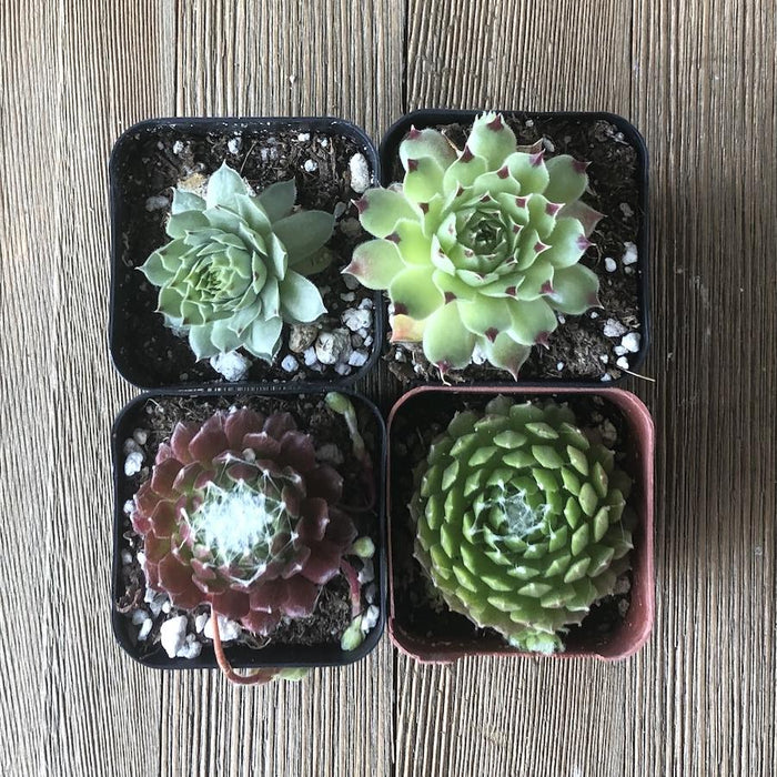 which succulents are cold hardy Frost Hardy Sempervivums - Assorted Collection