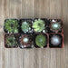 Frost Hardy Sempervivums - Assorted Collection | Pack | Harddy