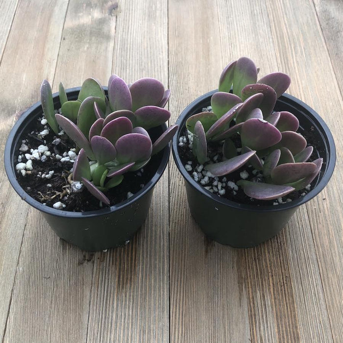 purple leaves on jade plant Senecio jacobsenii - Trailing Jade - Weeping Jade