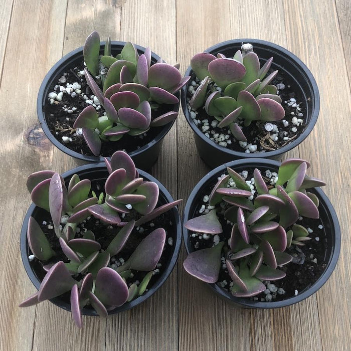 jade plant turning purple Senecio jacobsenii - Trailing Jade - Weeping Jade