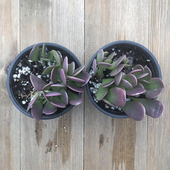 purple fuzzy succulent Senecio jacobsenii - Trailing Jade - Weeping Jade