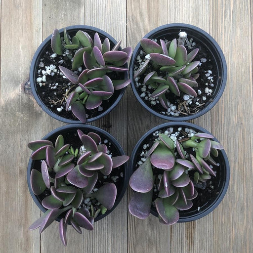 succulent purple leaves Senecio jacobsenii - Trailing Jade - Weeping Jade