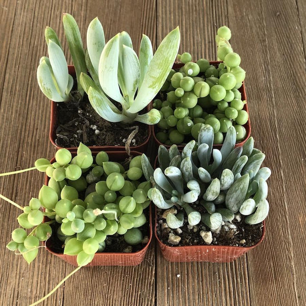 Stunning Senecio Succulent Collection | Pack | Harddy