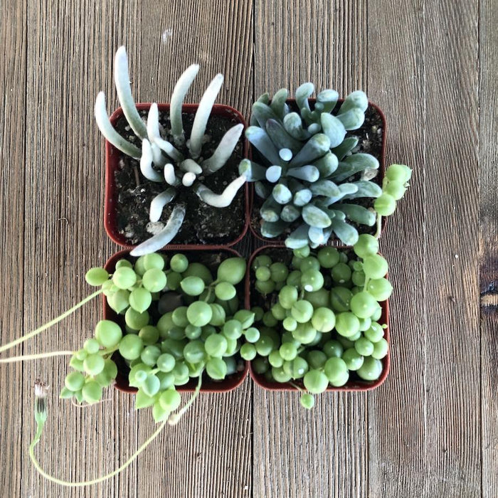 types of senecio succulents Stunning Senecio Succulent Collection