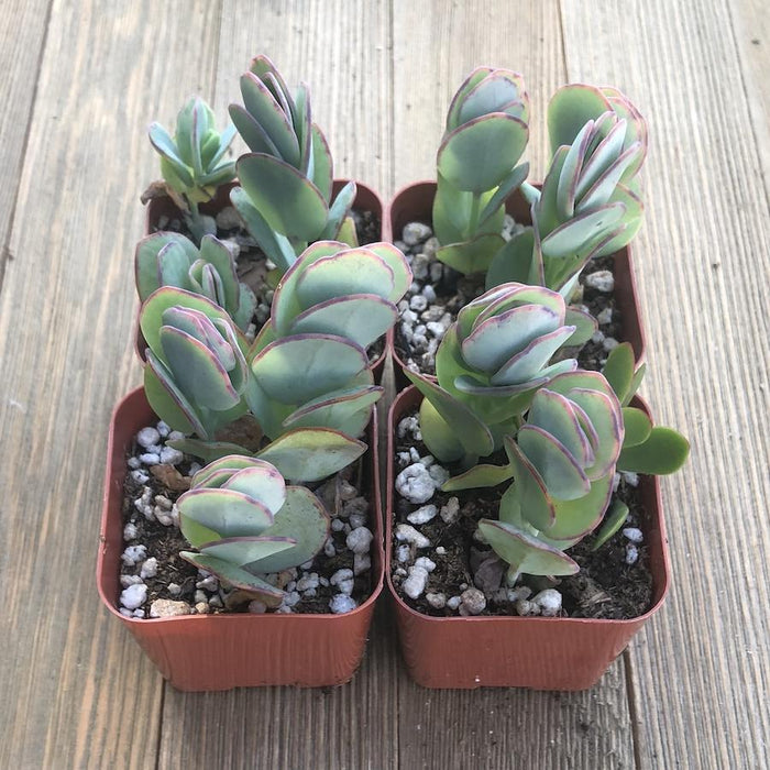 marnier's kalanchoe succulent Marniers Kalanchoe - Kalanchoe marnieriana