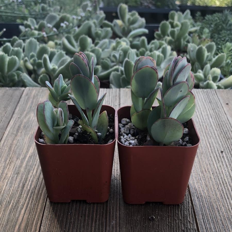 marnier's kalanchoe succulent Marniers Kalanchoe - Kalanchoe marnieriana