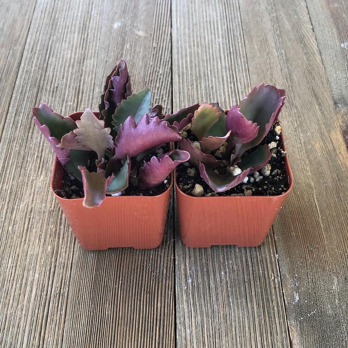 the succulent six Six Angled Kalanchoe - Kalanchoe sexangularis