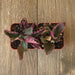 Six Angled Kalanchoe - Kalanchoe sexangularis | Plant | Harddy