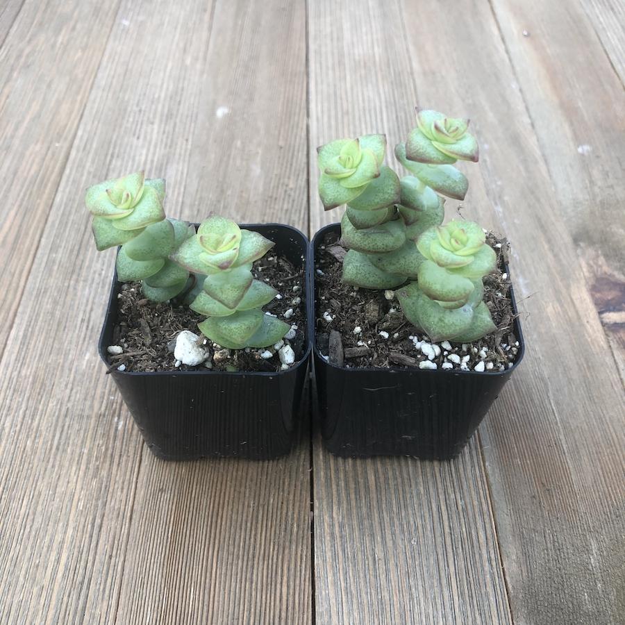 succulent button String of Buttons - Crassula Perforata - 2 inch