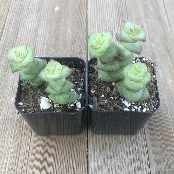 String of Buttons - Crassula Perforata - 2 inch | Plant | Harddy