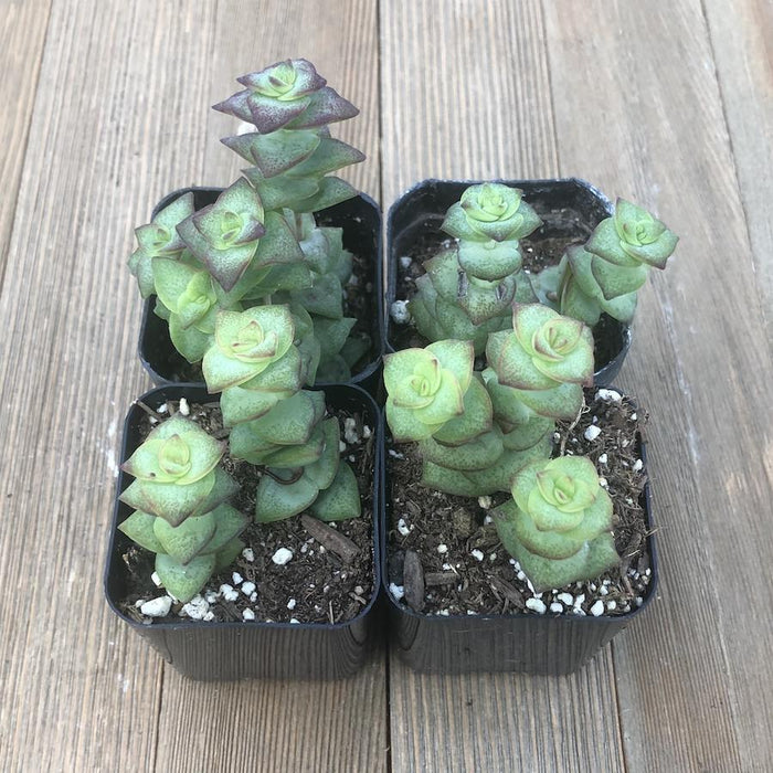 succulents string of buttons String of Buttons - Crassula Perforata - 2 inch