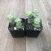String of Buttons - Crassula Perforata - 2 inch | Plant | Harddy