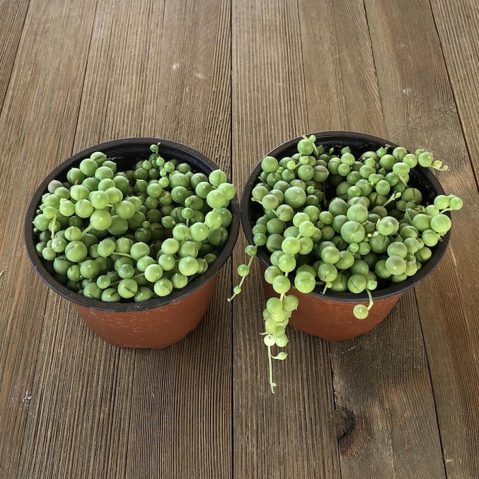 succulent senecio rowleyanus String of Pearls - Senecio rowleyanus - 4 Inch