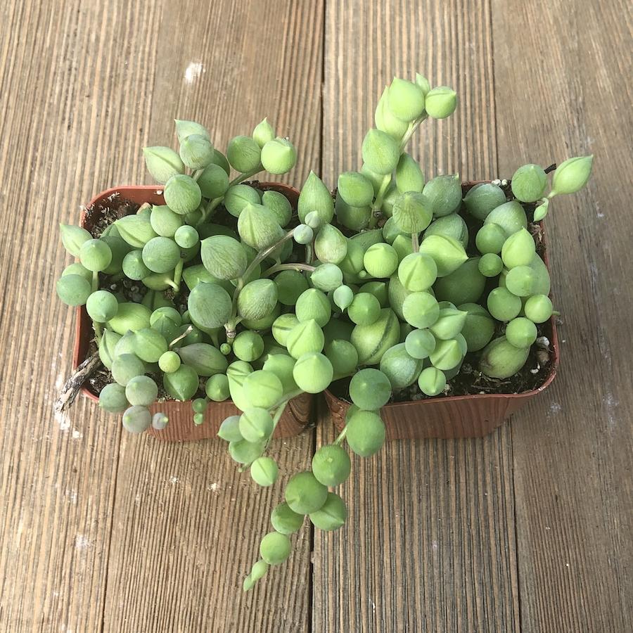 succulent looks like grapes String of Tears - Senecio