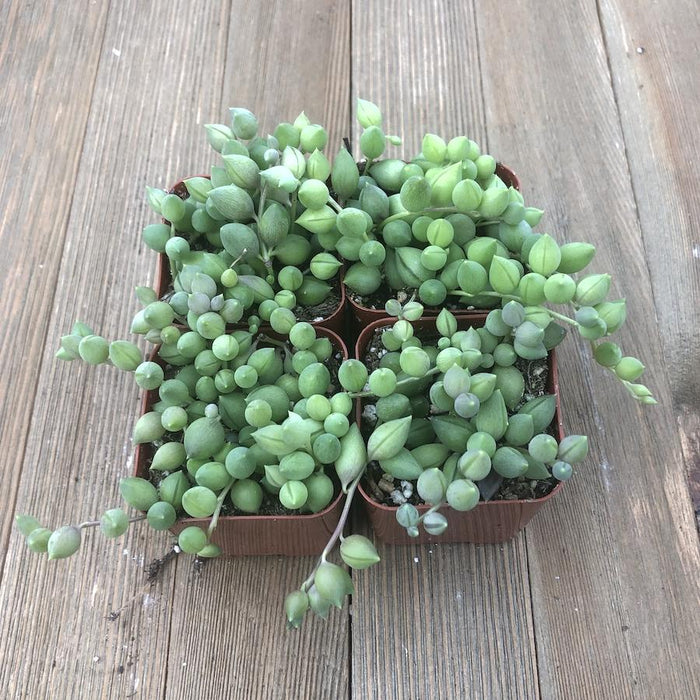 String of Pearls - Senecio  Harddy Succulent and Cactus Spotlight blog