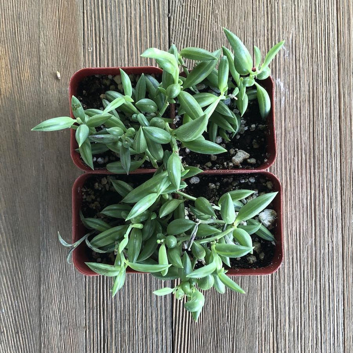 succulent banana plant String of Bananas - Senecio radicans